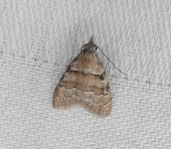 Nola bifascialis