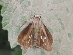 Suastus gremius