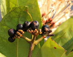 Ixora brachypoda