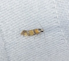 Promalactis lobatifera