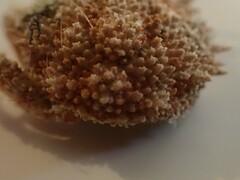 Pippacirama tuberculosa