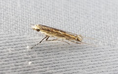 Stomphastis polygoni