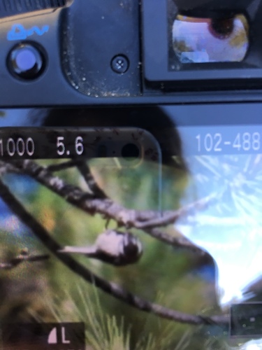 iNaturalist observation photo of Mountain Chickadee