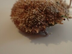 Pippacirama tuberculosa