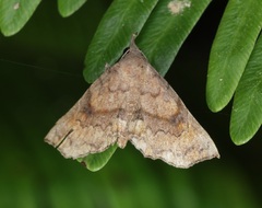 Throana pectinifer