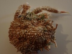 Pippacirama tuberculosa