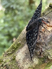 Dichorragia nesimachus formosanus