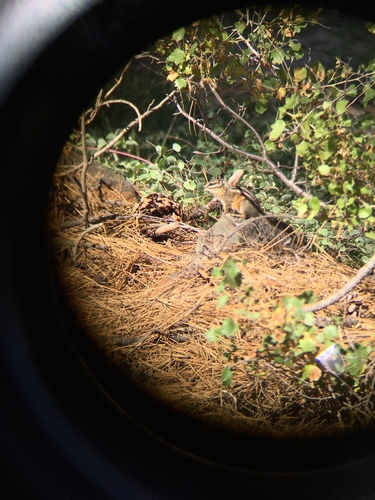iNaturalist observation photo of Yellow-pine Chipmunk