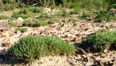 Limonium kraussianum