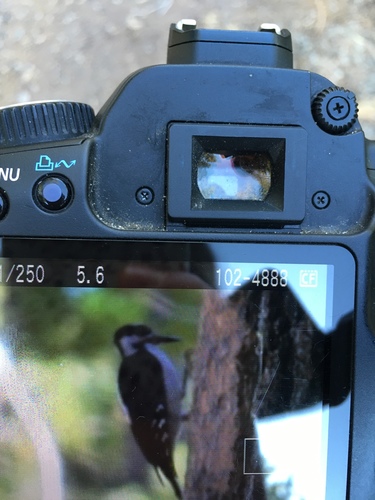 iNaturalist observation photo of Hairy Woodpecker