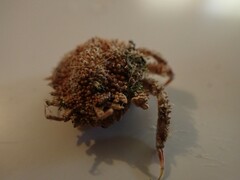 Pippacirama tuberculosa