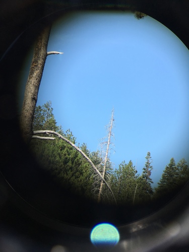 iNaturalist observation photo of Northern Flicker