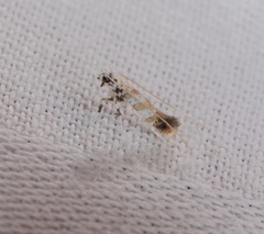 Gibbovalva singularis