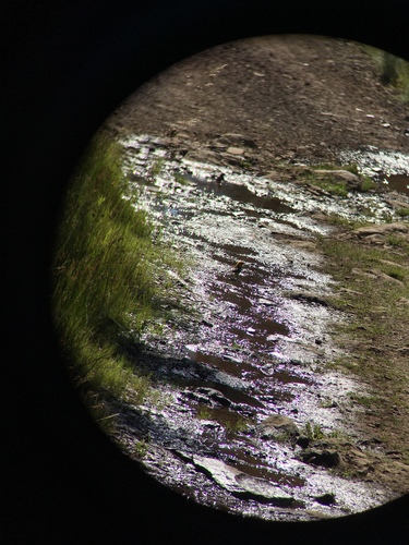 iNaturalist observation photo of Western Tanager