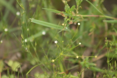 Androsace filiformis