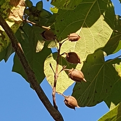 Paulownia tomentosa