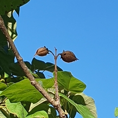 Paulownia tomentosa