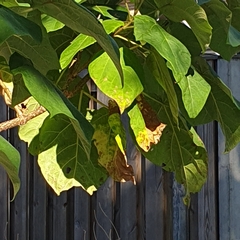 Paulownia tomentosa