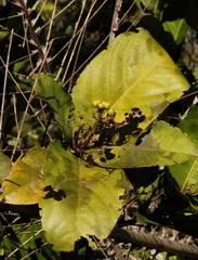 Ixora brachypoda