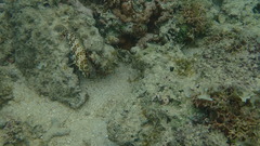 Epinephelus merra