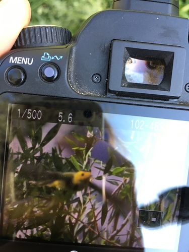 iNaturalist observation photo of Wilson's Warbler