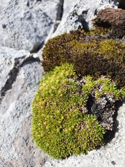 Colobanthus squarrosus squarrosus