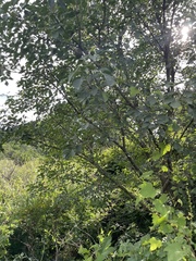 Fraxinus bungeana