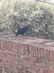 Corvus monedula