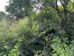 Fraxinus bungeana