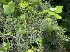 Fraxinus bungeana