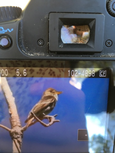 iNaturalist observation photo of Western Wood-Pewee