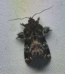 Lepidoptera