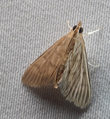 Lepidoptera