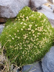 Colobanthus squarrosus squarrosus