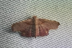 Lepidoptera
