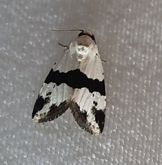 Maliattha