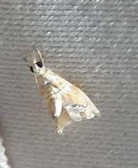 Lepidoptera