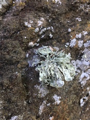 Ramalina labiosorediata