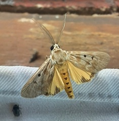 Erebidae