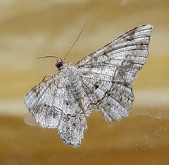 Lepidoptera