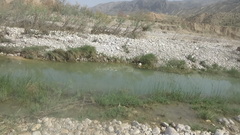 Pelophylax bedriagae