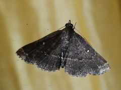 Lepidoptera