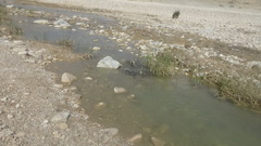 Pelophylax bedriagae