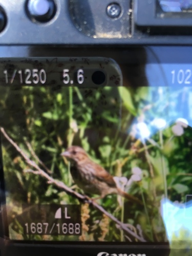 iNaturalist observation photo of Song Sparrow