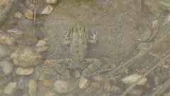 Pelophylax bedriagae