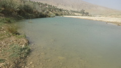 Pelophylax bedriagae