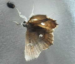 Egnasia ephyrodalis