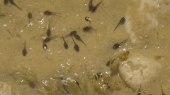 Pelophylax bedriagae