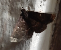 Lepidoptera