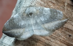 Eupterotidae